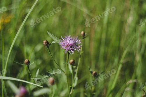 Preview: Background of fresh purple flowers and green leaves of Scabiosa in a summer garden, close up
