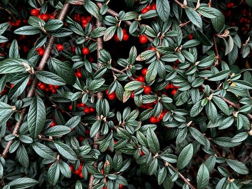 Preview: Dark Green Blue Topical Leaves With Orange Berries Night Light Natural Plant Textured Background