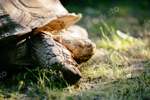 Preview: Turtle outdoors
