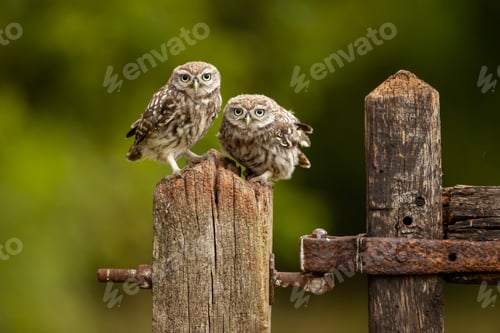 Preview: Adorable owlets perched on a fence post