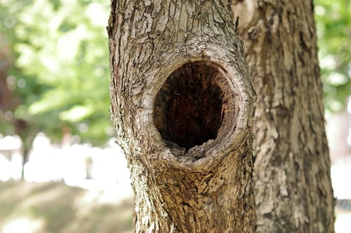 Preview: Selective shot of a hollow in a tree under the sunlight with a blurry background