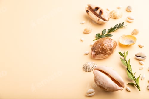 Preview: Composition of seashells, green boxwood branch. mockup on orange background. side view, copy space.