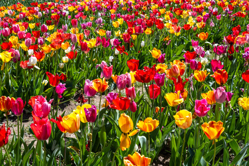 Preview: Colorful blooming tulip flowers