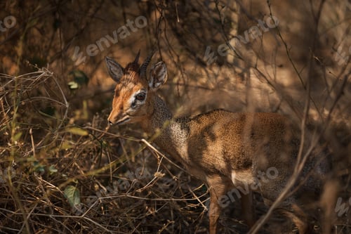 Preview: Small antelope hiding in the bush during a safari in tanzania