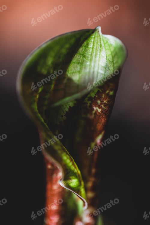 Preview: Close-up of a plant with a new leaf sprouting from its stem