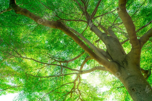 Preview: Bottom view of tree trunk to green leaves of big tree in tropical forest with sunlight. Fresh