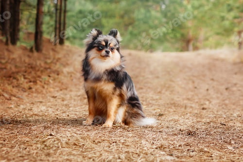 Fluffy Dog Sitting in Nature on Pine Needles