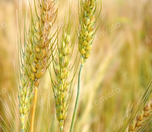 Preview: Wheat field. Ears of golden wheat close up.