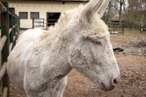 Preview: A beautiful donkey with a hidden tail stands on the ground.