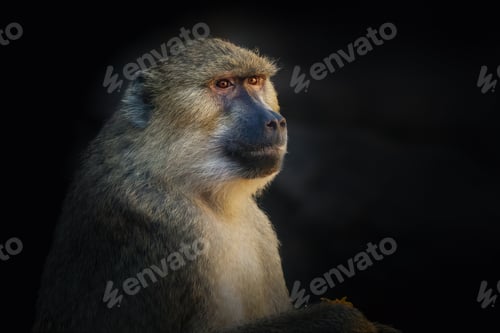 Preview: Olive Baboon (Papio anubis) - Old World monkey