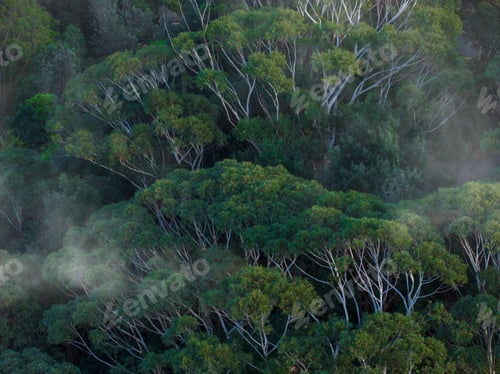 Preview: Scenic view of a foggy forest with tall trees