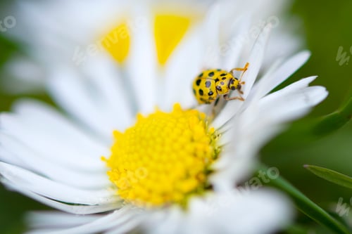 Preview: yellow ladybug