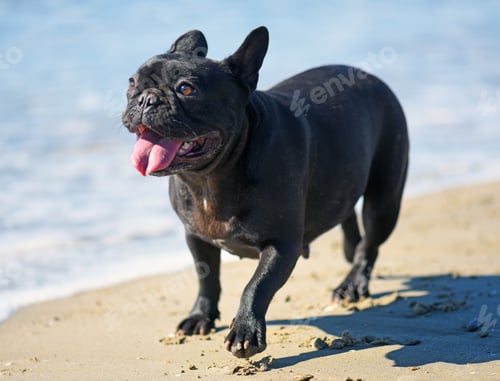 Preview: french bulldog on the beach