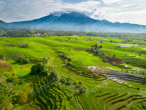 Preview: beauty landscape paddy fields natural beautiful morning view from asia