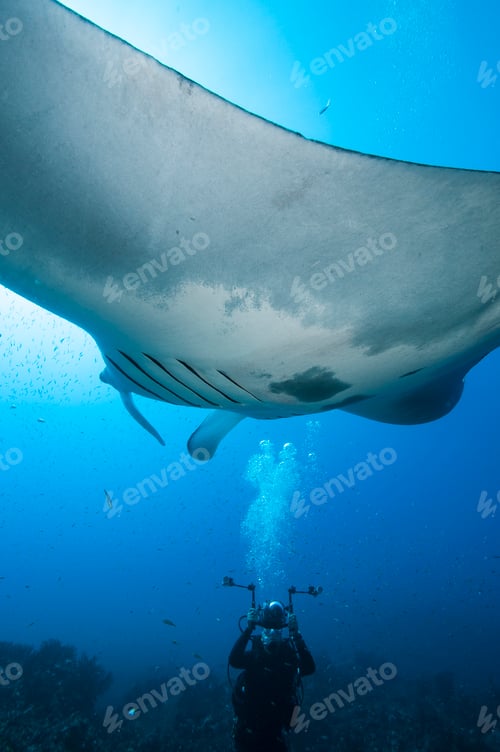 Preview: Diver encountering a majestic manta ray underwater