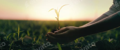 Preview: Female hands plant a sprout in the black soil at sunset. Farmer planting crops in the field.