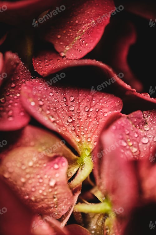 Preview: Blossom red flower growing in garden