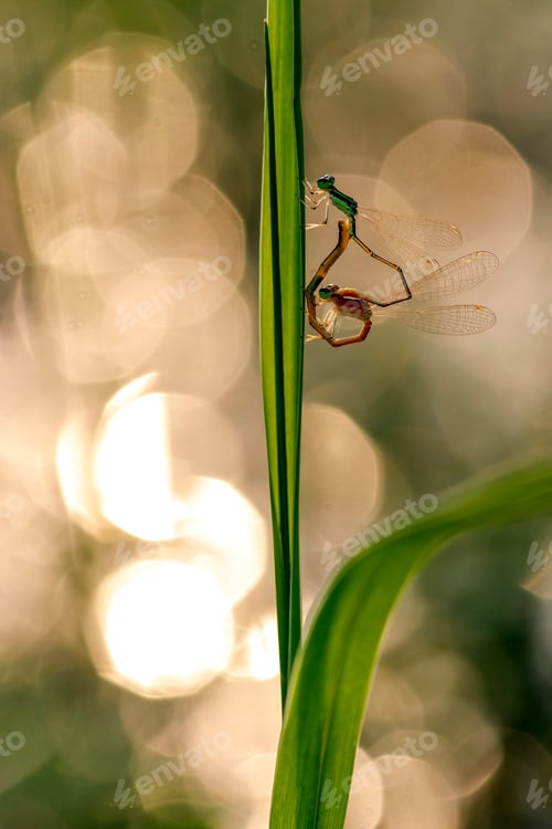 Preview: damselfly