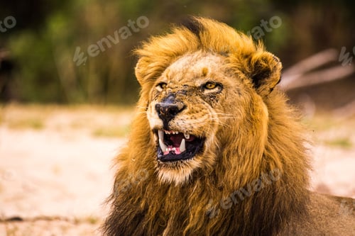 Preview: Majestic Barbary lion resting on the beach, surrounded by golden sand
