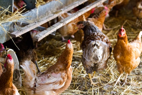 Preview: Free range chickens