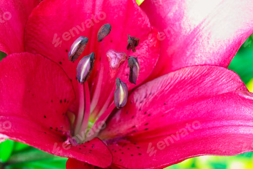 Preview: Macro of lilies