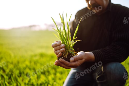 Preview: Farmer check his crop plant in the field. Farmer examining young wheat crop plant in agricultural.