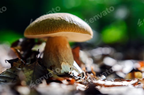 Preview: Big ripe porcini mushroom in summer forest close up