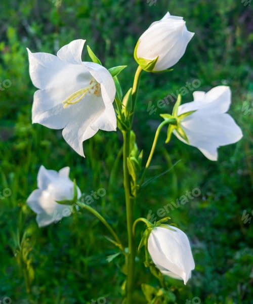 Preview: White flower harebell