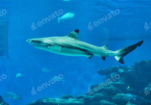 Preview: Sharks in large aquarium in the Red Sea swim among other exotic fish