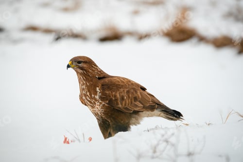 Preview: Common buzzard eating meat on the snow