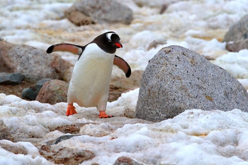Preview: Penguin in its natural habitat in Antarctica