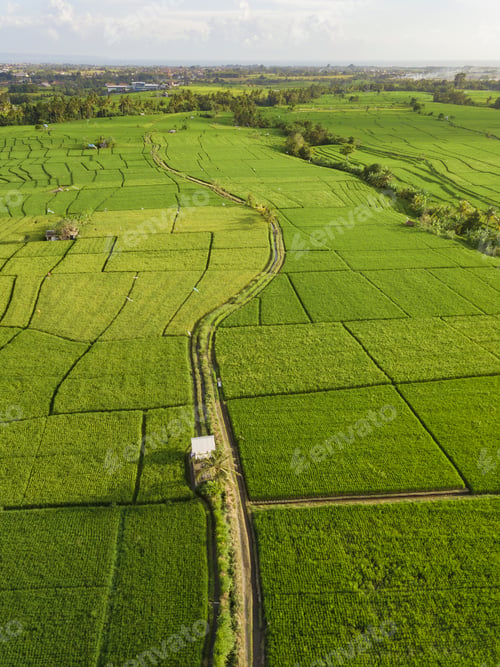 Preview: Aerial view of rice fields,Bali,Indonesia