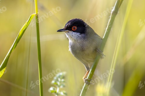 Preview: Sardinian warbler perched on stem of grass