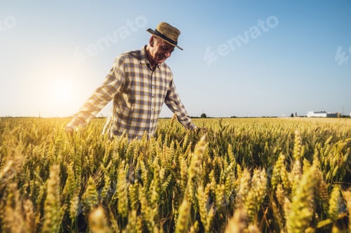 Preview: Senior farmer in his agricultural field