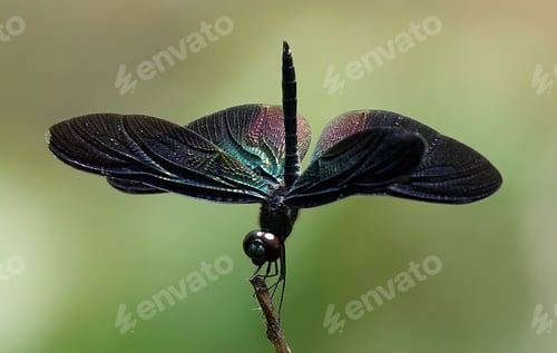 Preview: High-resolution closeup shot of a Rhyothemis insect perched on a green leaf
