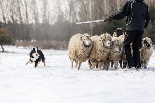 Preview: Australian Shepherd Dog herding a group of sheep. Dog breed's working ability. Working dog