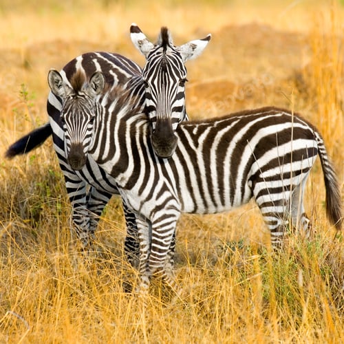 Preview: Zebra