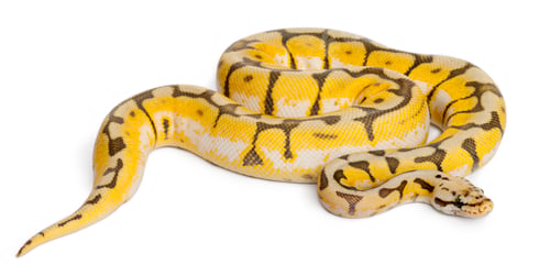 Preview: Female Killerbee Royal python, ball python, Python regius, 1 year old, in front of white background
