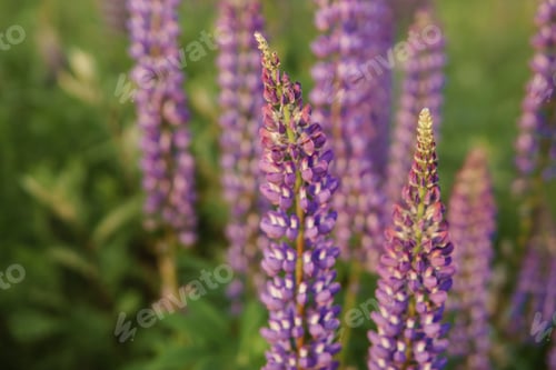 Preview: photos of lupine flowers in nature