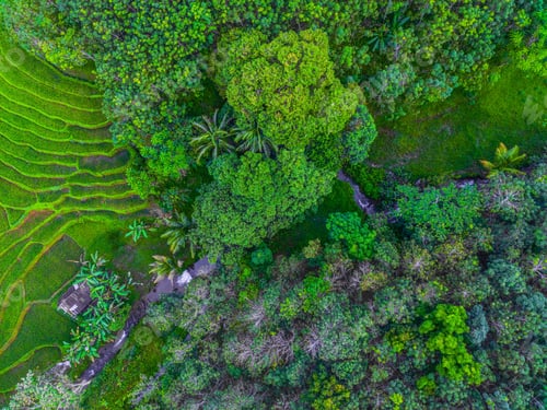 Preview: beautiful morning view from Indonesia of mountains and tropical forest