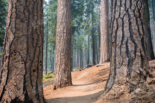 Preview: Path winding through a pine forest, Yosemite National Park, Sierra Nevada mountains, California