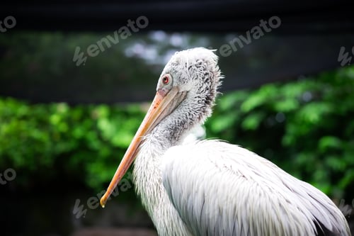 Preview: Amazing view of white pelican among green jungle by sea