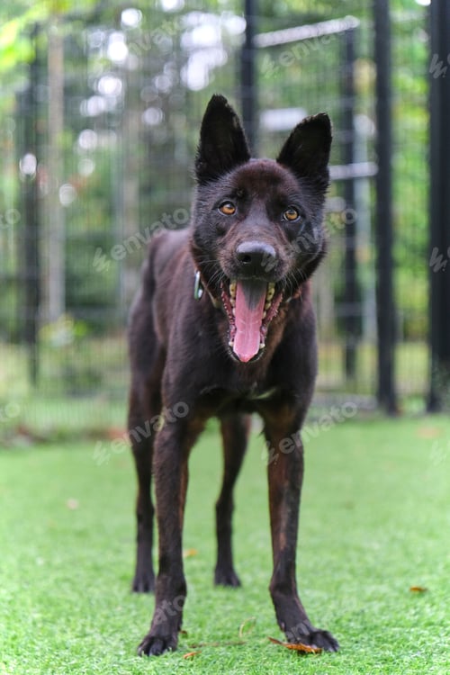Preview: Domestic dog standing on grass in the garden