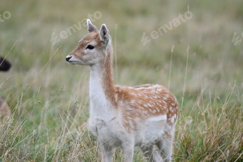 Preview: Deer stands atop a vibrant green field of grass illuminated by the warm summer sun.
