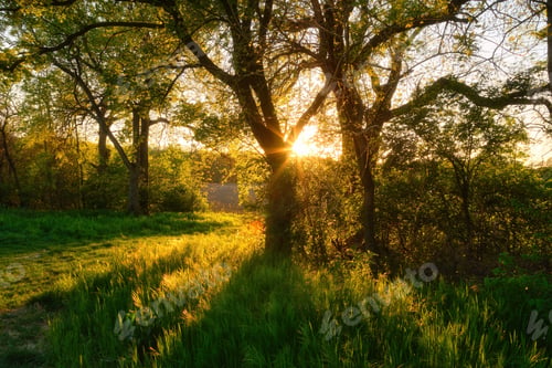 Preview: Spring forest trees with sun rays