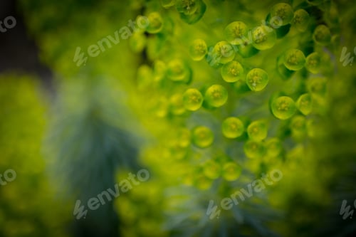 Preview: Yellow Spring Flowers