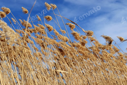 Preview: Dry fluffy reed, nature background.