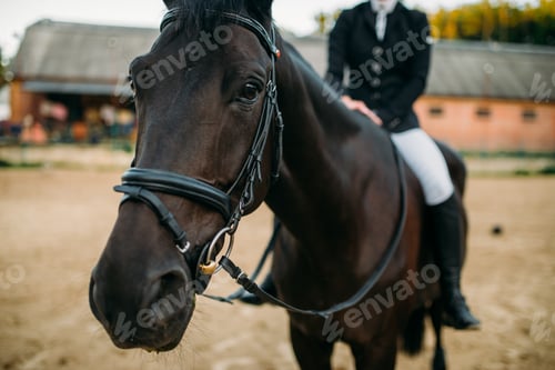 Preview: Equestrian sport, female rider on horseback