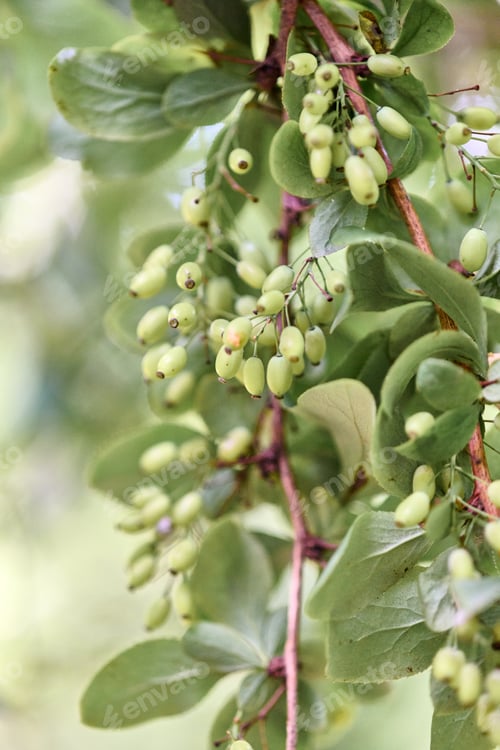 Preview: Close-up of green berberis berries on branch with soft natural background