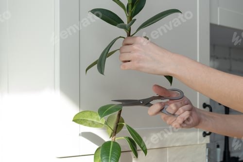 Preview: ficus cuttings. Breeding potted plants. ficus cuttings. Breeding potted plants. Ficus elastica